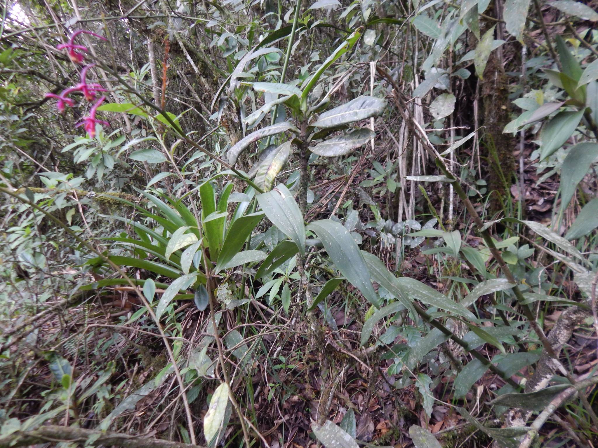 Epidendrum flexuosum
